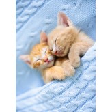 Sleeping Kittens - Microfibre Cloth